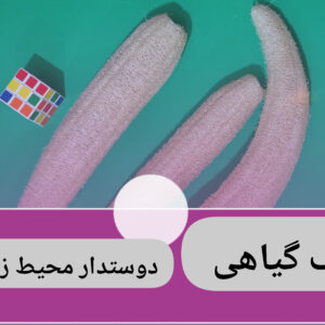 لیف ، اسکاج ، جا صابونی گیاه لوفا