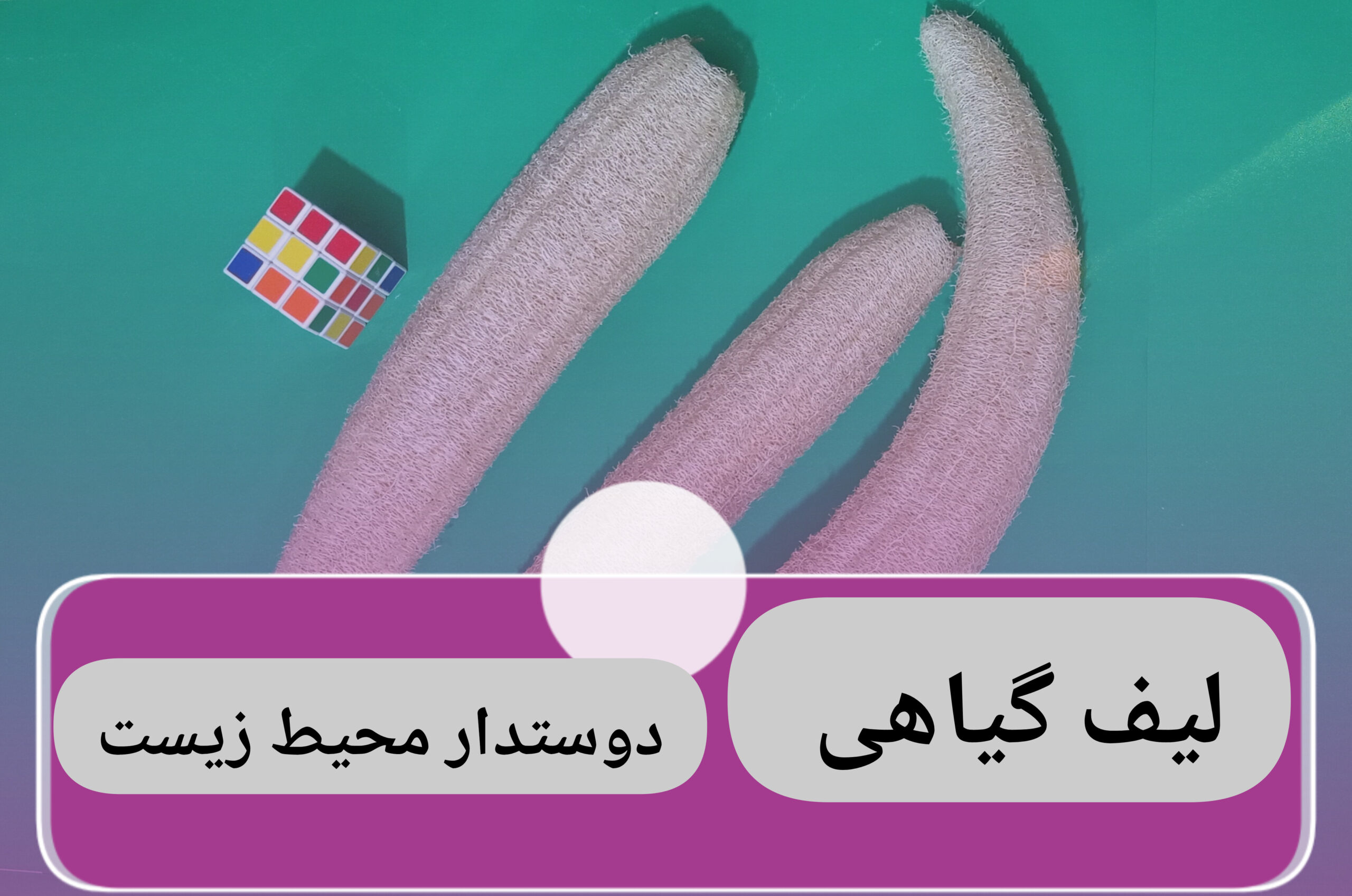 لیف ، اسکاج ، جا صابونی گیاه لوفا